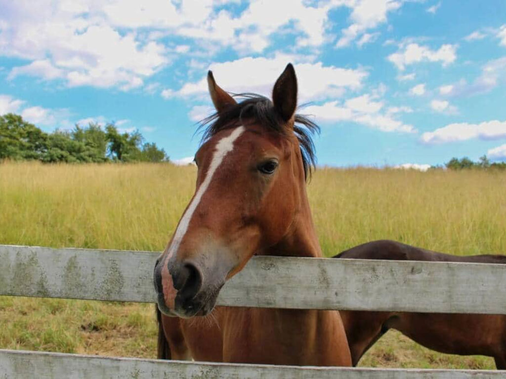Hocking Manor Horse In The Field Hocking Manor Horse In The Field