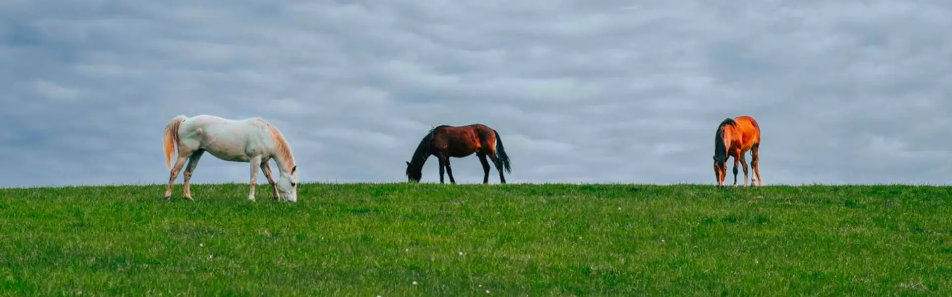 Horses Horses